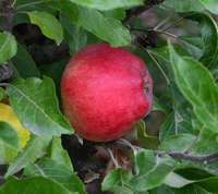 Alnarps Rosmarin æble